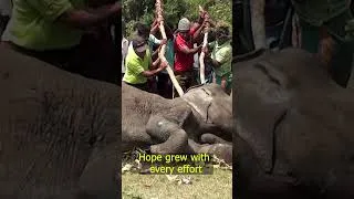 Thumbnail: Injured Elephant Finally Responds After Rescue | Emotional Wildlife Rescue Story 🐘❤️#elephantrescue