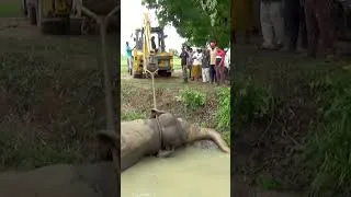 Thumbnail: Heart-Stopping Elephant Rescue! Trapped Giant Pulled to Safety After Hours of Struggle 🐘❤️