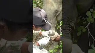 Thumbnail: Veterinarians Save an Injured Elephant's Trunk | Incredible Wildlife Rescue