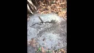 Thumbnail: Ants