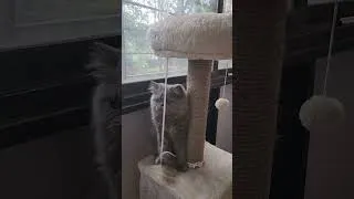 Thumbnail: cat.