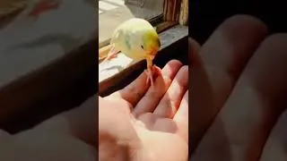 Thumbnail: Hariya Literally Just Shook My Hand by the Window! 🥺🤝 #Budgie #BirdBonding