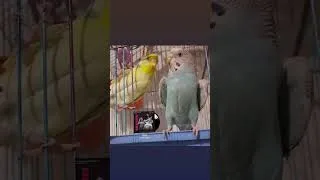Thumbnail: The Way Hariya Looks at Kaluya is Absolute Gold! 😂🦜 #Budgie #FunnyPets