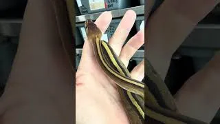 Thumbnail: Hurricane Gstripe FTW