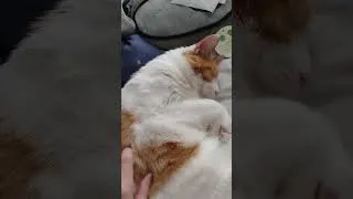 Thumbnail: He Wanted to Be Close, and Get Petted This Afternoon #shorts #catshorts