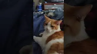 Thumbnail: A Good Afternoon Hangout #shorts #catshorts #cats