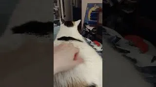 Thumbnail: Her Wanting Attention Pets, and Scratches!  #shorts #catshorts #cats #猫