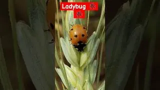 Thumbnail: Ladybug!! #nurseryrhymes #chuchutv #abcdsong #ladybug #rhymes #kids #kidsrhymes #children