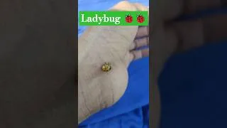 Thumbnail: Ladybug!! #shorts #ladybug #ladybugcomic #ladybugrhymes #nurseryrhymes #abcdsong #chuchutv