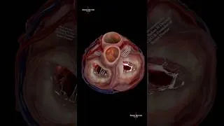 Thumbnail: Heart Valves in 3D | Inside Cardiac Anatomy 🫀💓