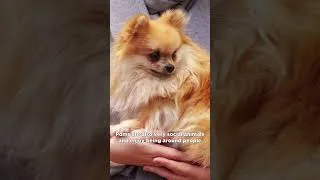 Thumbnail: Pomeranians: A Guide to the Lovable, Miniature Fluff Balls #shorts