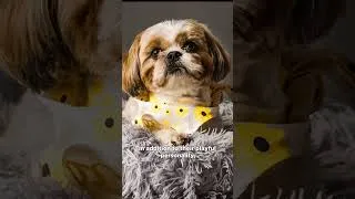 Thumbnail: Shih Tzu: A Playful and Gentle Companion #shorts