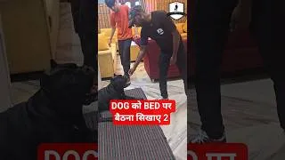 Thumbnail: डॉग को bed पर बैठना सिखाएँ Level 2 🐶 #dogs #trending #viral #shorts #smartdogstraining