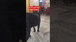Thumbnail: Go to your bed next steps dog training 🐶 #shortsfeed #dogtraining #viralshorts #smartdogstraining