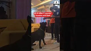 Thumbnail: डॉग के मालिक ने Zabardast TRAINING करके दिखाई 🐶 #shortfeed #dogs #smartdogstraining