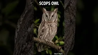 Thumbnail: 8 Owls & Raptors to Learn in English 🦉 Bird Vocabulary Challenge