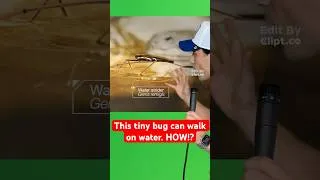 Thumbnail: This tiny bug can walk on water. HOW!?