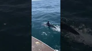 Thumbnail: Dolphins always makes the day better 🐳 #sealife #dolphins #beautiful