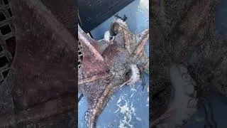 Thumbnail: Back on the lobster fishing 🦞🦞🦞#fishing #fishermen #octopus