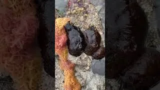 Thumbnail: Giant sea slugs #fishing #ocean #seafood