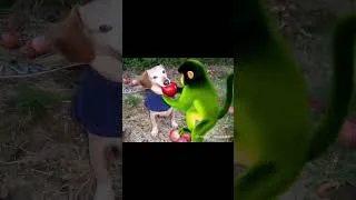 Thumbnail: Collection of extremely good apple dogs #funny #apple #memes #dogmemes #animals #dog #shortsviral