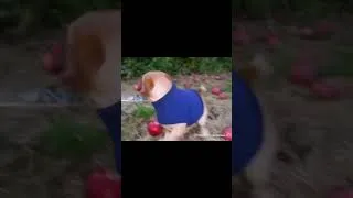 Thumbnail: Watch this mindless video with me #funny #apple #memes #ai #dog #dogmemes #shortsviral