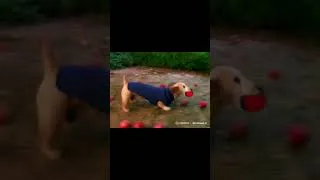 Thumbnail: What did I just watch? #ai #funny #apple #dog #meme #cute #shortsfeed