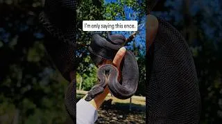 Thumbnail: did you know? #snake #pets #boaconstrictor #reptiles #python #snakes