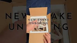Thumbnail: Sound On 🔊🔊🔊 #drymarchon #indigo #indigosnake #snake #snakes #reptiles #reptile #unboxing