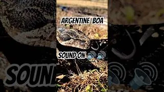 Thumbnail: SOUND ON 🔊🔊🔊    #ARGENTINEBOA #BOA #GIANTSNAKE #SNAKE #reptiles #snakevideo #snakes #boaconstrictor