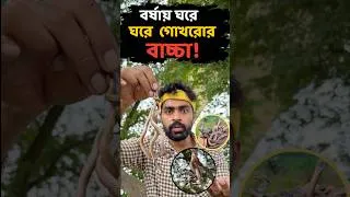 Thumbnail: ছানা আছে তাহলে কি ধারিও আছে আপনার ঘরে? Baby Cobra in Rainy Season! #cobra #rescue #teamshaswata