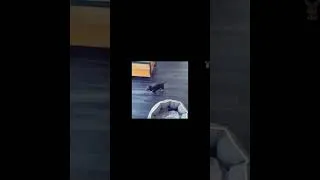 Thumbnail: Tiny Tails & Epic Fails: The Ultimate Cute Little Animals Compilation 1