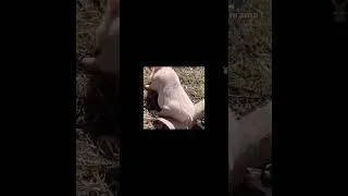 Thumbnail: Tiny Tails & Epic Fails: The Ultimate Cute Little Animals Compilation 2