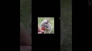 Thumbnail: Tiny Tails & Epic Fails: The Ultimate Cute Little Animals Compilation 3