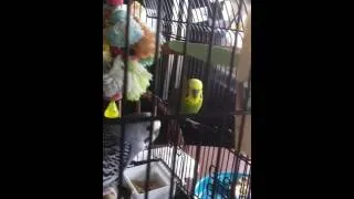 Thumbnail: Budgies Shrieking & Chirping