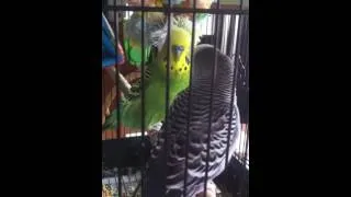Thumbnail: Budgies Singing