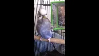 Thumbnail: Budgies Singing & Preening