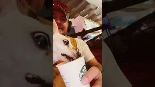 Thumbnail: Leia vs la crema batida por primera vez! #perritos #puppy #funny #chihuahua #divertido