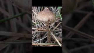 Thumbnail: Nature ❤️ #mountains #nature #beautiful #viral #viralvideo #art #artist #photography #islamabad