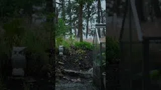 Thumbnail: Erik Satie – gymnopédie no. 1 perfectly complements a rainy day in the forest #piano #music #satie