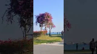 Thumbnail: The Most Beautiful Bougainvillea Garden You'll See Today 💖