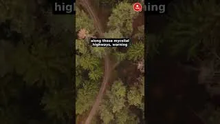 Thumbnail: this hidden tree network changed my mind about forests