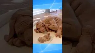 Thumbnail: The Human-Dog Hybrid Internet Hoax #shorts #origins #clickbait