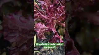 Thumbnail: Amazing Hügelkultur Garden Veggies