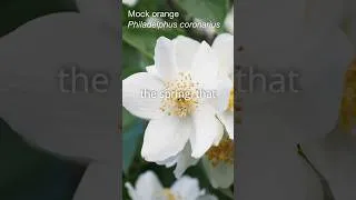 Thumbnail: Mock Orange Magic | Fragrant Blooms & Easy Care Tips for a Timeless Garden Shrub  #gardening
