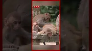 Thumbnail: সন্তোষপুর বনাঞ্চল ঘিরে বড় পরিকল্পনা সরকারের #EcoPark #ForestConservation #Mymensingh #shorts