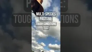 Thumbnail: Inside Simon’s Multi-species Pasture Cropping System