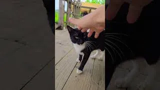 Thumbnail: Cute black cat | @sonthon