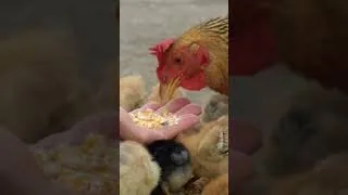 Thumbnail: Adorable chicks | @sonthon