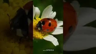 Thumbnail: Macro magic, in the wild #Xperia #Shorts 🐞